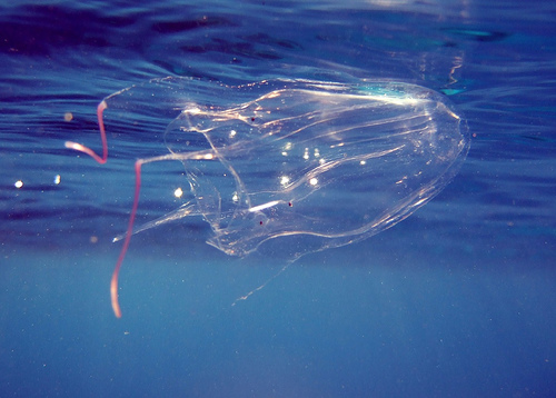 Австралийская кубомедуза; австралийская морская оса (Chironex fleckeri) - Australian Box Jellyfish; Sea Wasp